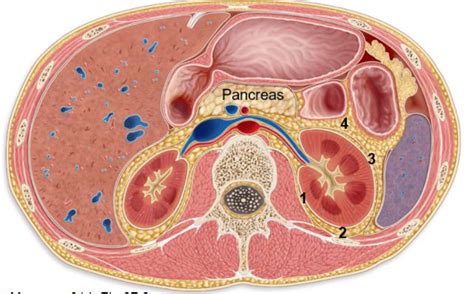 Transverse Cut Abdominal Cavity Diagram Quizlet