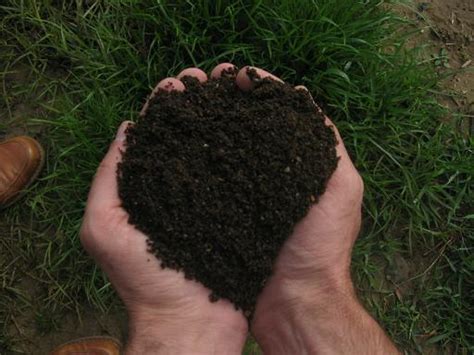 C Mo Hacer Humus De Lombriz Plantas