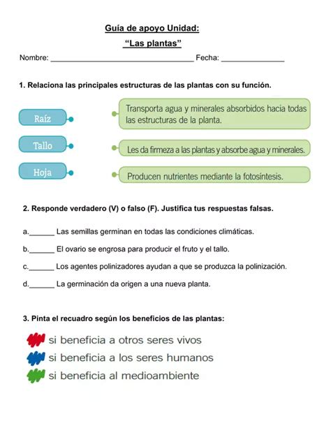 Guía De Apoyo Unidad Las Plantas Profe Social