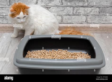 Cat Learning To Walk In The Litter Box Cat Goes To The Toilet Cat
