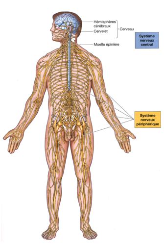 Système nerveux Flashcards Quizlet