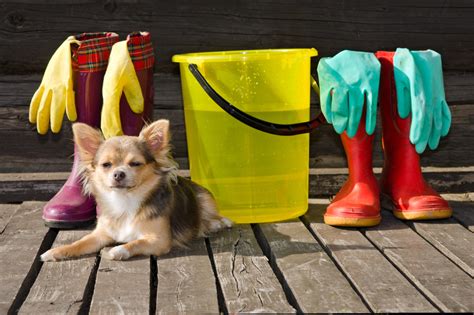Know Your Pet Safe Cleaning Products Welcome To The Insurance Emporium