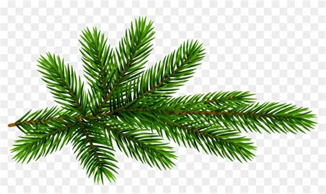 Pine Transparent Background Pine Branch Clipart Png Transparent Png