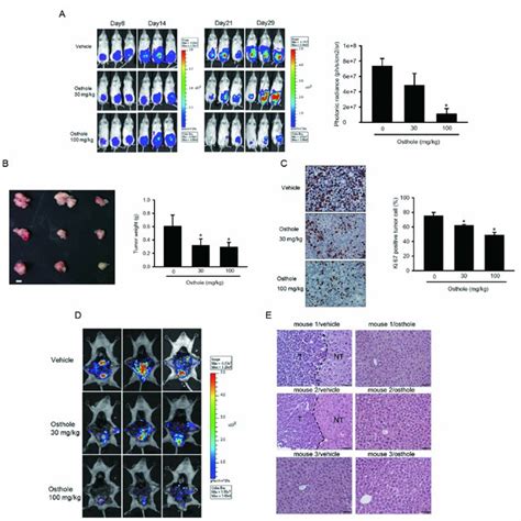 Effects Of Osthole On Cell Migration Invasion And Viability In Human