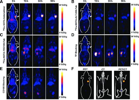 In Vivo PET Imaging Of Dual TF And CD105 Expression With Heterodimer In