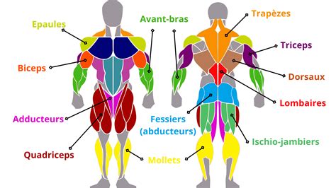 Anatomie Bodybuilding Installing Muscle NBKomputer