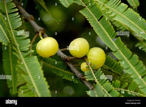 Amla Tree Phyllanthus Emblica Emblic Emblic Myrobalan Myrobalan