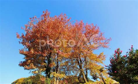 モミジバフウの紅葉と青空 No 27880571｜写真素材なら「写真ac」無料（フリー）ダウンロードok