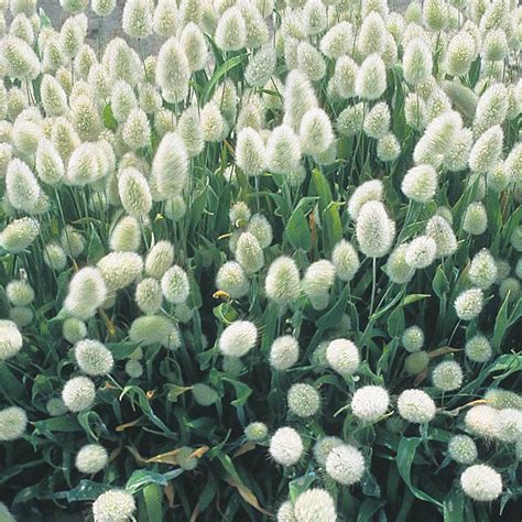 Bunny Tails Flower Seeds