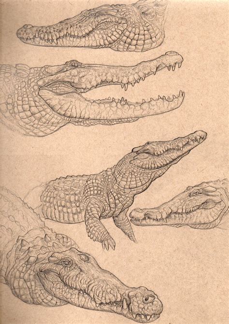 Manusuchus On Twitter Reposting Some Old Drawings That I Did For