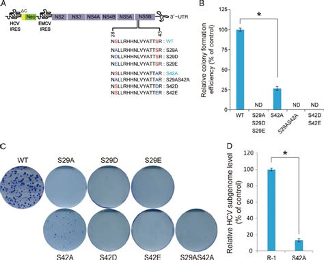 Colony Forming Ability Of Hcv Subgenomic Replicons Expressing