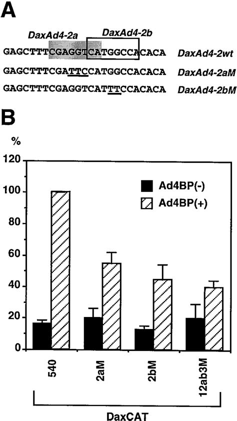 Functional Analyses Of An Ad4 Sf 1 Site Overlapped With Daxad4 2 A