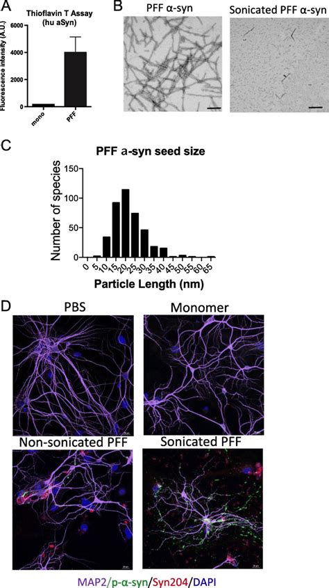 Preparation Of Human Preformed Fibrils Pff α Syn And Validation Of