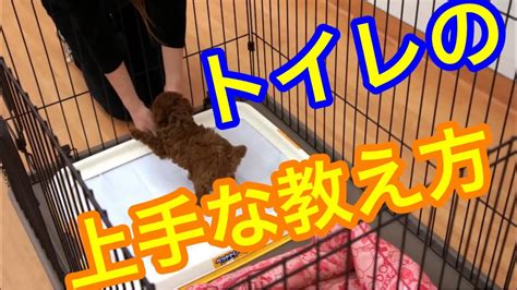 子犬のしつけ （トイレトレーニング） 3ヶ月までのおしっこのしつけ 【子犬 しつけ方】 Youtube