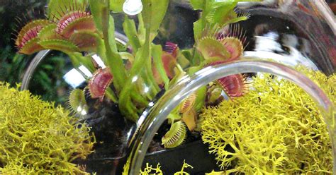 Exotic Plants: The Venus Fly Trap Terrarium