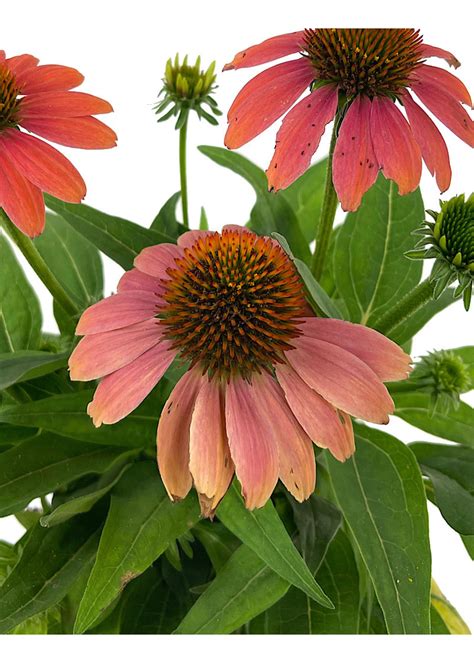 Echinacea Sombrero Poco Hot Coral Gallon The Garden Corner