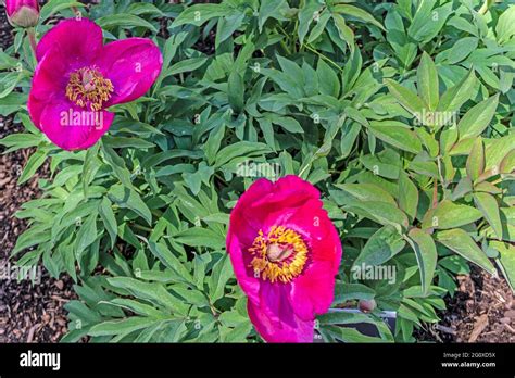 Paeonia Officinalis Anemoniflora This Is The Deep Pink Paeonia