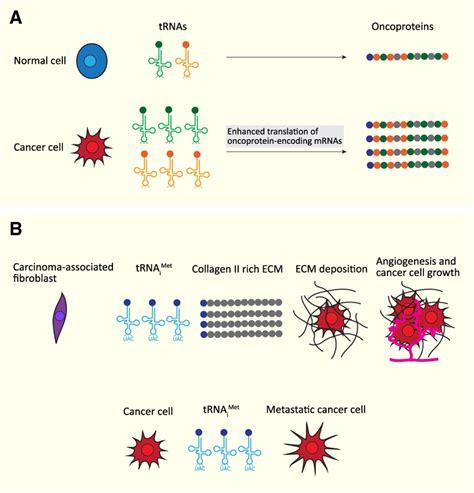 Rna Polymerase Iii Transcription As A Disease Factor