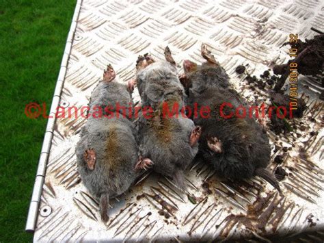 Silver Grey Moles