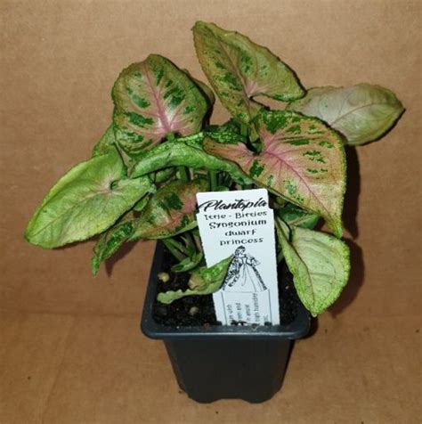 SYNGONIUM DWARF PRINCESS 75MM | The Garden Feast