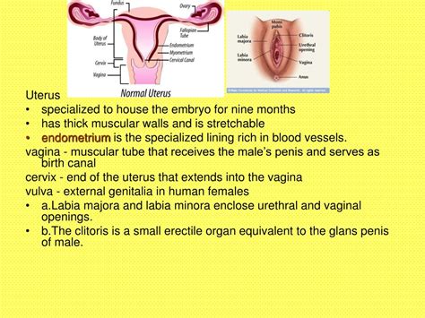 Ppt The Reproductive Process Powerpoint Presentation Free Download Id 9230482