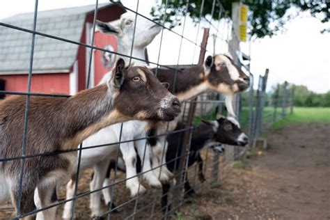 Goat Farming Advantages Information