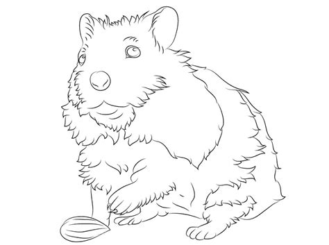 Dibujos De Tierno Hamster Para Colorear Para Colorear Pintar E 21824