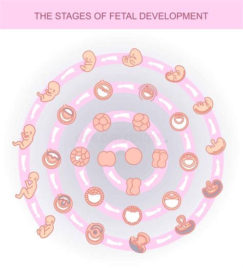 Etapas Del Desarrollo Fetal Aislado En El Fondo Blanco Embarazo