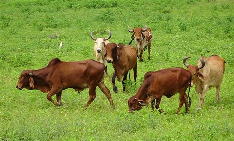 HD wallpaper: cattle, gir, breed, bull, cow, brahman, zebu, bos ...