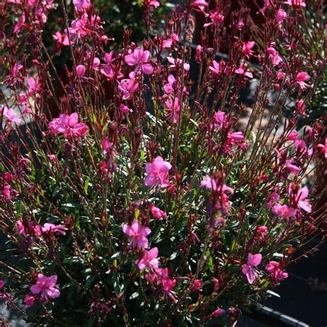 Gaura Belleza Dark Pink Wandflower Gaura Dark Pink Pink Plant