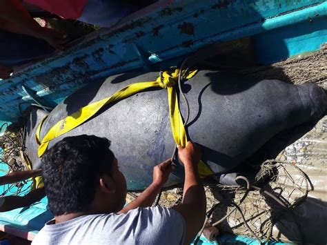 Semarnat Ampliará Investigación Sobre Muerte De Manatíes En Tabas