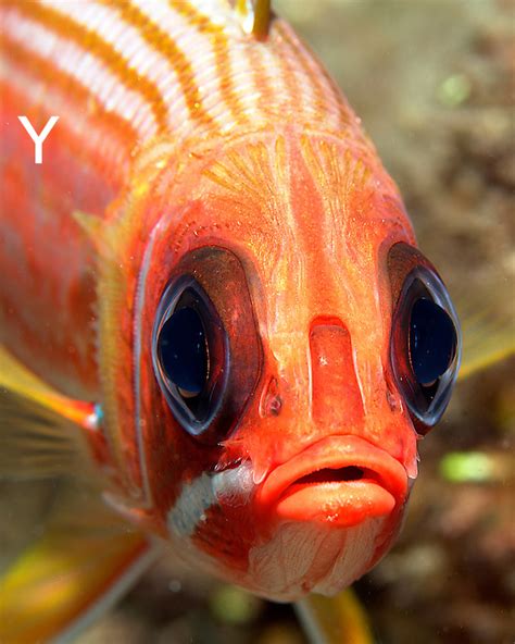 Closeup Face Shot Of A Squirrelfish David Da Costa Photography