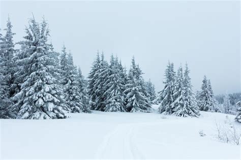 Premium Photo Spruce Tree Forest Covered By Snow In Winter Landscape