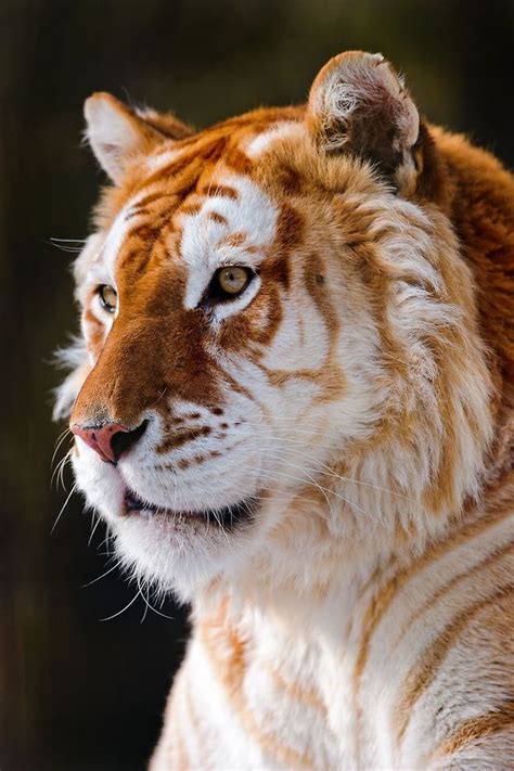 Tigerrr | Tiere, Goldener tiger, Hübsche tiere