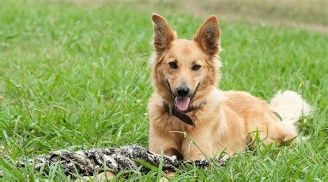 The Definitive German Shepherd Golden Retriever Mix Guide | All Things Dogs