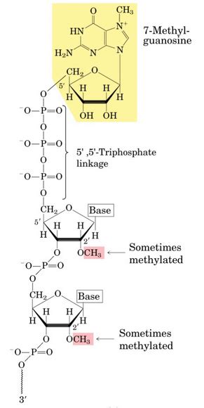 8 1 Primary Structure Of RNA BS1005 CM1051 Biochemistry I