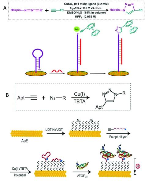 Schematic Illustration Of Electrochemical Dna Biosensors Prepared Onto Download Scientific