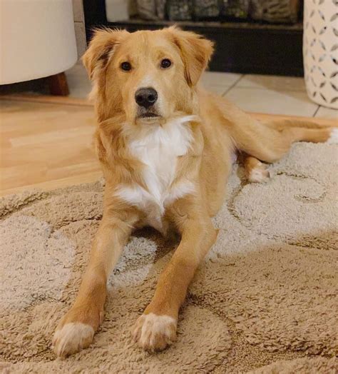 Unraveled The Mystery Of German Shepherd Golden Retriever Mix