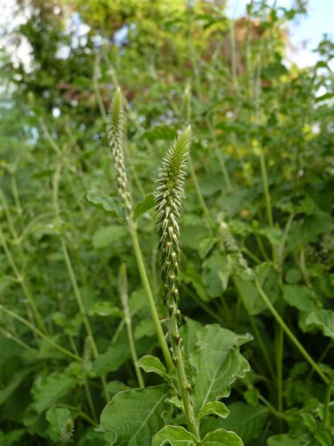 Achyranthes Aspera L Species Images