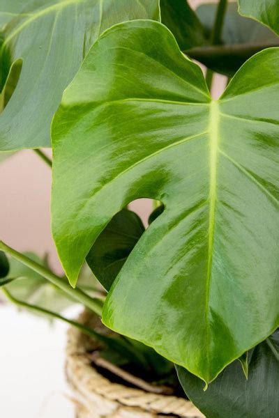 How To Grow And Care For Your Monstera Deliciosa Split Leaf Philodendron Lively Root