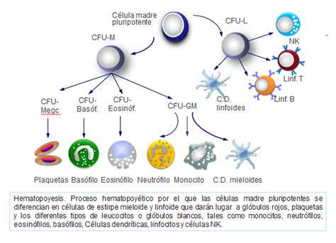 Diagrama De Macrófagos