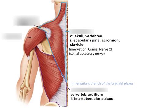 Scapular Sping Deltoid Trapexius Latissimus Dorsi Diagram Quizlet