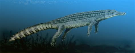 List Of Crurotarsans Fossil Wiki The Paleontology Wiki
