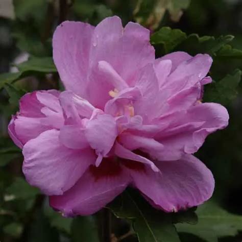 Hibiscus Paeonyflorus Free Freight Option