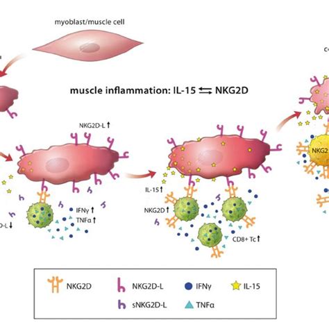 Schematic Overview Of NKG2D Mediated Pathology In Inflammatory