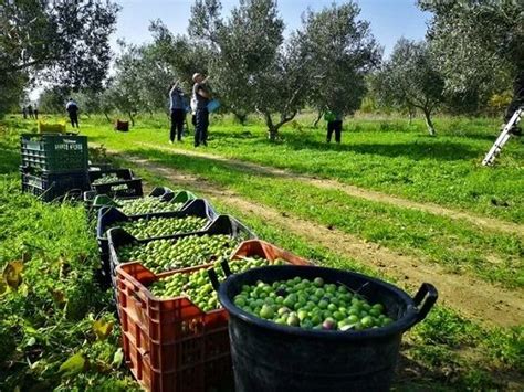 Ecco I Difetti Dell Olio Che Si Creano Durante La Raccolta Delle Olive