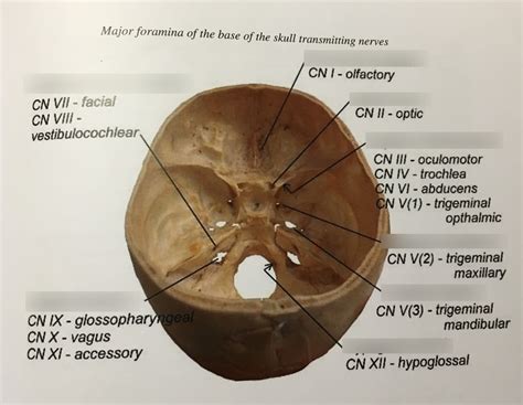 The Skull Foramina Diagram Quizlet