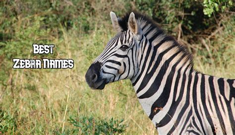 200+ Best Zebra Names - Male, Female, Famous And Cool Zebra Names - PetPress