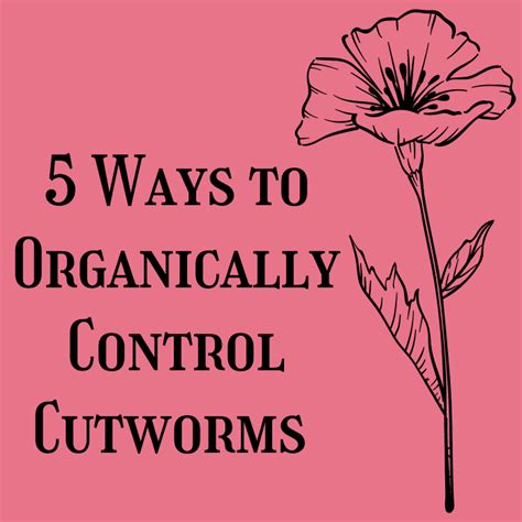 5 Ways To Control Cutworms In Your Garden Safely And Naturally Dengarden