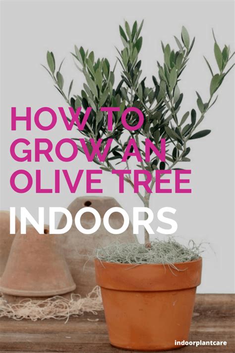 How To Grow An Olive Tree Indoors Indoor Plant Care